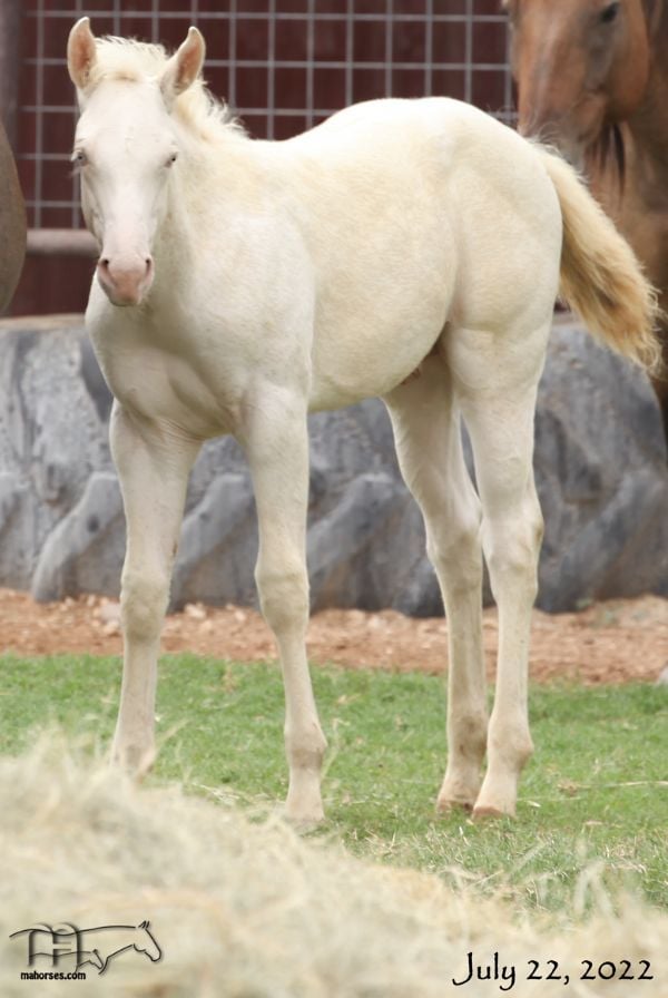 Hancocks Blu Hanna's 2022 Cremello colt